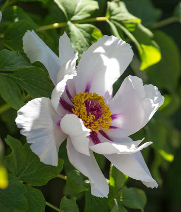 Tree peony -White flower hybrid - Moonlight () | Centro Botanico Moutan